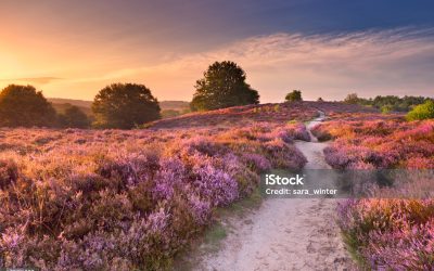 Wat is er zo bijzonder aan de veluwe